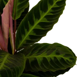 Nieuwe Producten -Groeniva Verkoopwinkel calathea warcewiczii livingplant p19 h75 5 1