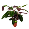 Calathea Warcewiczii - Livingplant - P21 H75 - Kamerplant