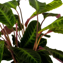 Nieuwe Producten -Groeniva Verkoopwinkel calathea warcewiczii livingplant p21 h75 5 1