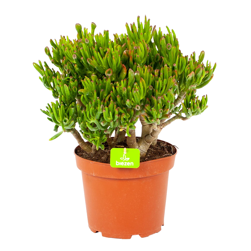 Crassula Ovata Gollum - P23 H50 - Kamerplant 1 Crassula Ovata Gollum - P23 H50 - Kamerplant