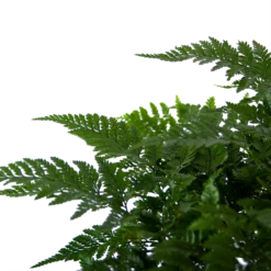 Davallia Teyermannii - In Hangpot - P17 H30 - Kamerplant -Groeniva Verkoopwinkel davallia teyermannii in hangpot p17 h30 6