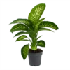 Dieffenbachia Seguine 'Reeva' - P19 H60 - Kamerplant