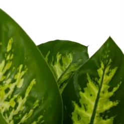 Dieffenbachia Seguine 'Reeva' - P19 H60 - Kamerplant -Groeniva Verkoopwinkel dieffenbachia seguine reeva p19 h60 6