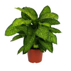 Dieffenbachia Seguine Tropic Jewel - P35 H130 - Kamerplant