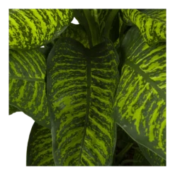 Dieffenbachia Seguine Tropic Jewel - P35 H130 - Kamerplant 6 Dieffenbachia Seguine Tropic Jewel - P35 H130 - Kamerplant -Groeniva Verkoopwinkel dieffenbachia seguine tropic jewel p35 h130 4