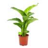 Dieffenbachia Seguine Tropic Snow - P19 H70 - Kamerplant
