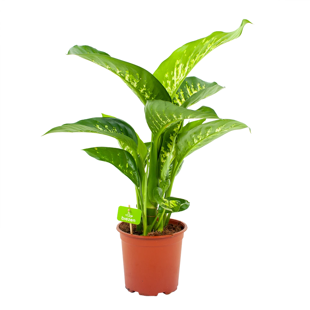 Dieffenbachia Seguine Tropic Snow - P19 H70 - Kamerplant 1 Dieffenbachia Seguine Tropic Snow - P19 H70 - Kamerplant