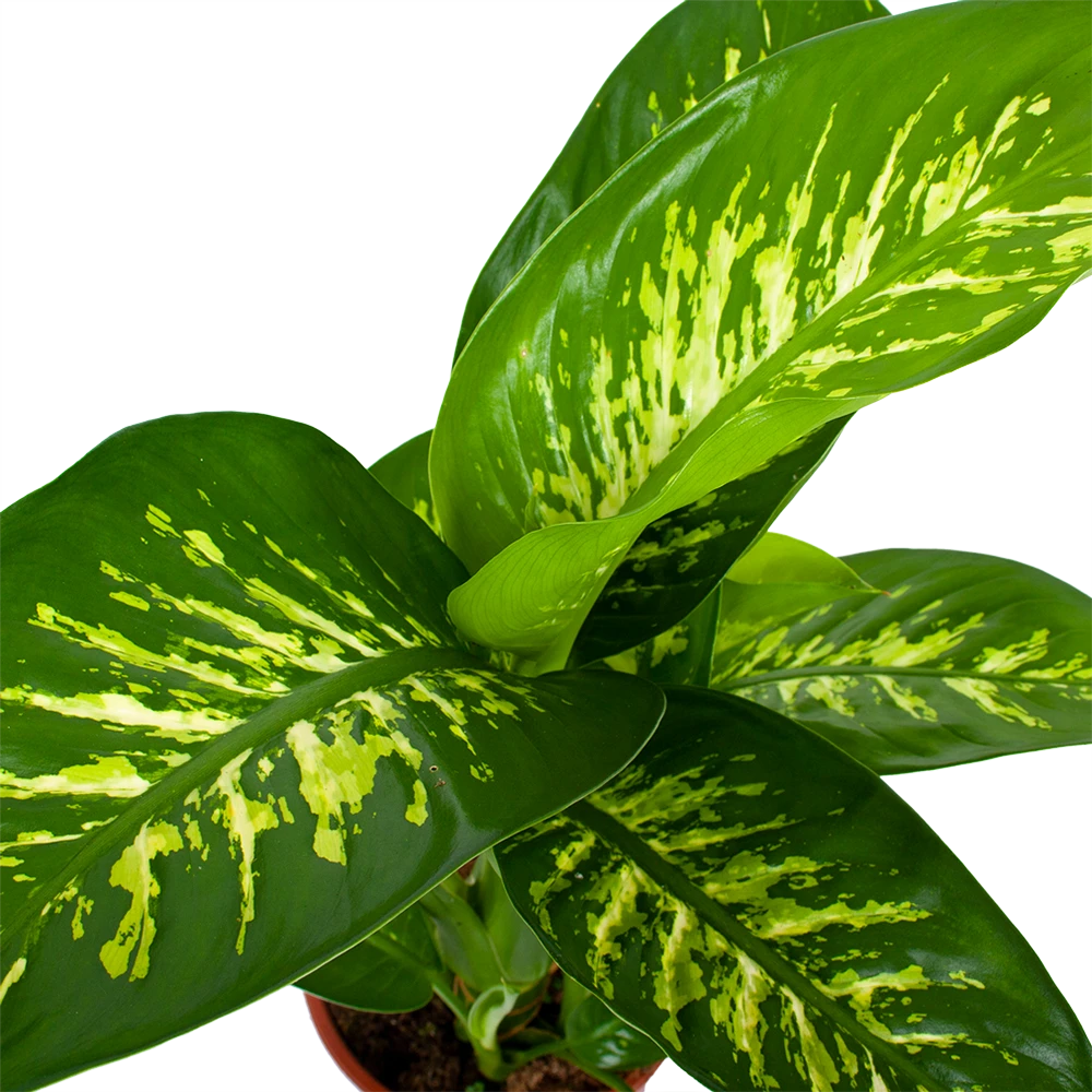Dieffenbachia Seguine Tropic Snow - P19 H70 - Kamerplant 2 Dieffenbachia Seguine Tropic Snow - P19 H70 - Kamerplant - Afbeelding 2