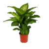 Dieffenbachia Seguine Tropic Snow - P24 H90 - Kamerplant
