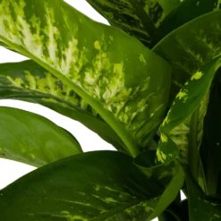 Dieffenbachia Seguine Tropic Snow - P24 H90 - Kamerplant -Groeniva Verkoopwinkel dieffenbachia seguine tropic snow p24 h90 2 4