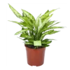 Dieffenbachia Vesuvius - P27 H70 - Kamerplant