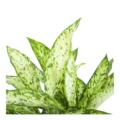 Dieffenbachia Vesuvius - P27 H70 - Kamerplant -Groeniva Verkoopwinkel dieffenbachia vesuvius p27 h70 6