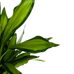 Dracaena Cintho - Op Stam - Drakenbloedboom - P24 H150 - Kamerplant -Groeniva Verkoopwinkel dracaena cintho op stam drakenbloedboom p24 h150 6 1