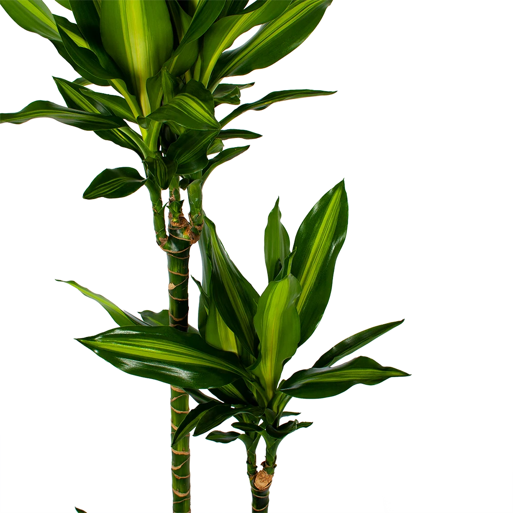 Dracaena Cintho - Op Stam - Drakenbloedboom - P27 H150 - Kamerplant 2 Dracaena Cintho - Op Stam - Drakenbloedboom - P27 H150 - Kamerplant - Afbeelding 2