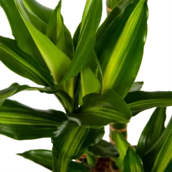 Dracaena Cintho - Op Stam - Drakenbloedboom - P27 H150 - Kamerplant 6 Dracaena Cintho - Op Stam - Drakenbloedboom - P27 H150 - Kamerplant -Groeniva Verkoopwinkel dracaena cintho op stam drakenbloedboom p27 h150 6 1