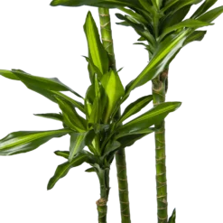 Dracaena Cintho - Op Stam - Drakenbloedboom - P27 H190 - Kamerplant -Groeniva Verkoopwinkel dracaena cintho op stam drakenbloedboom p27 h190 6
