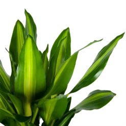 Dracaena Cintho - Op Stam - Drakenbloedboom - P31 H150 - Kamerplant 6 Dracaena Cintho - Op Stam - Drakenbloedboom - P31 H150 - Kamerplant -Groeniva Verkoopwinkel dracaena cintho op stam drakenbloedboom p31 h150 6 1