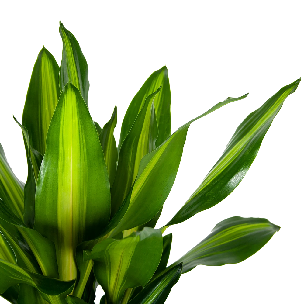 Dracaena Cintho - Op Stam - Drakenbloedboom - P31 H150 - Kamerplant 3 Dracaena Cintho - Op Stam - Drakenbloedboom - P31 H150 - Kamerplant - Afbeelding 3