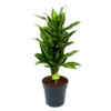 Dracaena Cintho - Vertakt - Drakenbloedboom - P21 H70 - Kamerplant