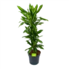 Dracaena Cintho - Vertakt - Drakenbloedboom - P27 H120 - Kamerplant