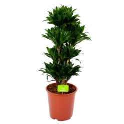 Dracaena Compacta - Vertakt - Drakenbloedboom - P27 H100 - Kamerplant