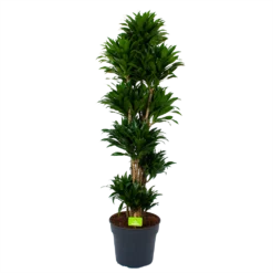 Dracaena Compacta - Vertakt - Drakenbloedboom - P34 H170 - Kamerplant
