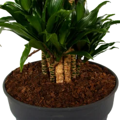 Dracaena Compacta - Vertakt - Drakenbloedboom - P34 H170 - Kamerplant -Groeniva Verkoopwinkel dracaena compacta vertakt drakenbloedboom p34 h170 6 1