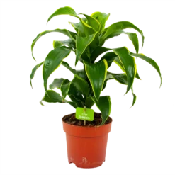 Dracaena Dorado - Drakenbloedboom - P17 H55 - Kamerplant