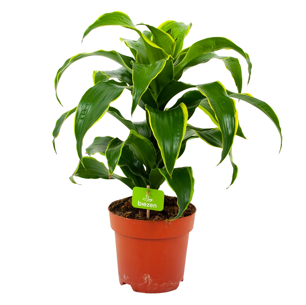 Dracaena Dorado - Drakenbloedboom - P17 H55 - Kamerplant 1 Dracaena Dorado - Drakenbloedboom - P17 H55 - Kamerplant
