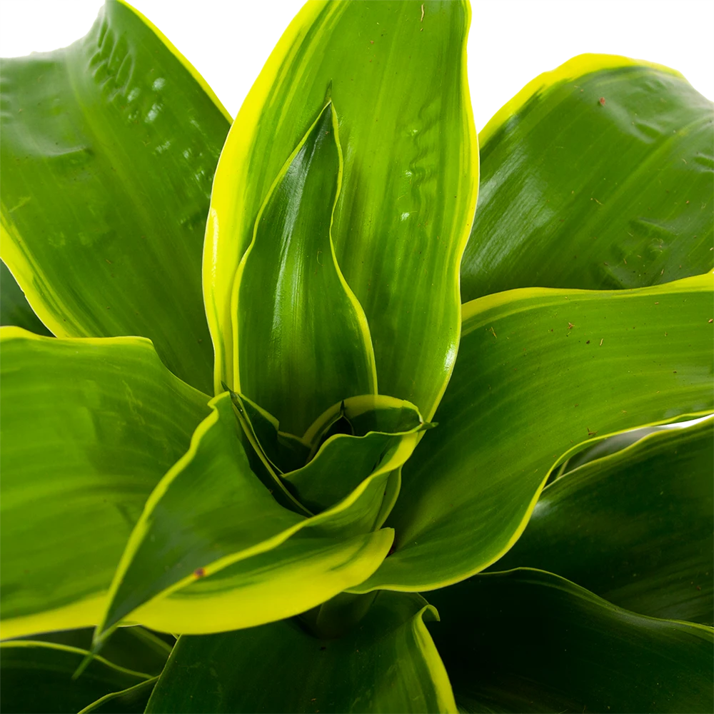 Dracaena Dorado - Drakenbloedboom - P17 H55 - Kamerplant 2 Dracaena Dorado - Drakenbloedboom - P17 H55 - Kamerplant - Afbeelding 2