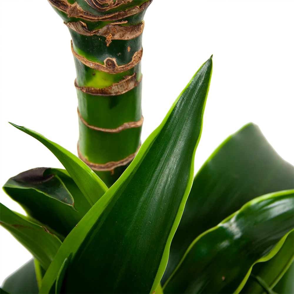 Dracaena Dorado - Op Stam - Drakenbloedboom - P21 H100 - Kamerplant 2 Dracaena Dorado - Op Stam - Drakenbloedboom - P21 H100 - Kamerplant - Afbeelding 2