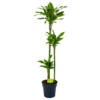 Dracaena Golden Coast - Op Stam - Drakenbloedboom - P24 H150 - Kamerplant