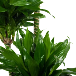 Dracaena Green Jewel - Op Stam - Drakenbloedboom - P28 H140 - Kamerplant -Groeniva Verkoopwinkel dracaena green jewel op stam drakenbloedboom p28 h140 6