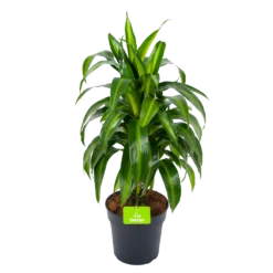 Dracaena Hawaiiana - Vertrakt - Drakenbloedboom - P21 H80 - Kamerplant