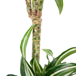 Dracaena Jade Jewel - Op Stam - Drakenbloedboom - P24 H100 - Kamerplant -Groeniva Verkoopwinkel dracaena jade jewel op stam drakenbloedboom p24 h100 6