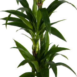 Dracaena Janet Craig - Op Stam - Drakenbloedboom - P24 H140 - Kamerplant -Groeniva Verkoopwinkel dracaena janet craig op stam drakenbloedboom p24 h140 kamerplant 3