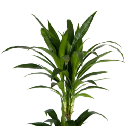 Dracaena Janet Craig - Op Stam - Drakenbloedboom - P24 H140 - Kamerplant -Groeniva Verkoopwinkel dracaena janet craig op stam drakenbloedboom p24 h140 kamerplant 4