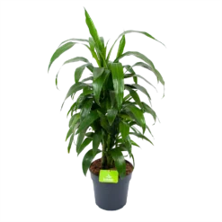 Dracaena Janet Craig - Vertrakt - Drakenbloedboom - P21 H80 - Kamerplant