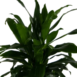 Dracaena Janet Craig - Vertrakt - Drakenbloedboom - P24 H110 - Kamerplant -Groeniva Verkoopwinkel dracaena janet craig vertrakt drakenbloedboom p24 h110 kamerplant 4