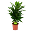 Dracaena Janet Lind - Vertakt - Drakenbloedboom - P21 H80 - Kamerplant