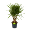 Dracaena Marginata Groen - Vertakt - Drakenbloedboom - P27 H120 - Kamerplant