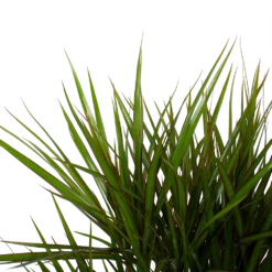 Dracaena Marginata Groen - Vertakt - Drakenbloedboom - P27 H120 - Kamerplant -Groeniva Verkoopwinkel dracaena marginata groen vertakt drakenbloedboom p27 h120 6 3