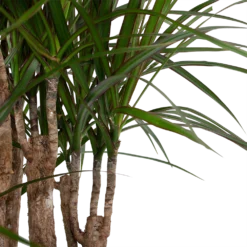 Dracaena Marginata Groen - Vertakt - Drakenbloedboom - P30 H140 - Kamerplant -Groeniva Verkoopwinkel dracaena marginata groen vertakt drakenbloedboom p30 h140 6