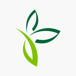 Dracaena Marginata Sunray - Op Stam - Drakenbloedboom - P21 H110 - Kamerplant