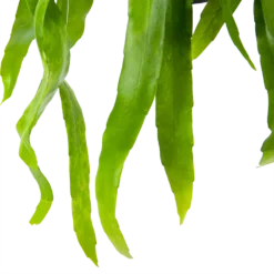 Epiphyllum Pumilum - In Hangpot - P17 H40 - Kamerplant -Groeniva Verkoopwinkel epiphyllum pumilum in hangpot p17 h40 6 1