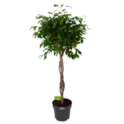 Ficus Benjamina Exotica Op Gevlochten Stam - Treurvijg - P27 H140 - Kamerplant