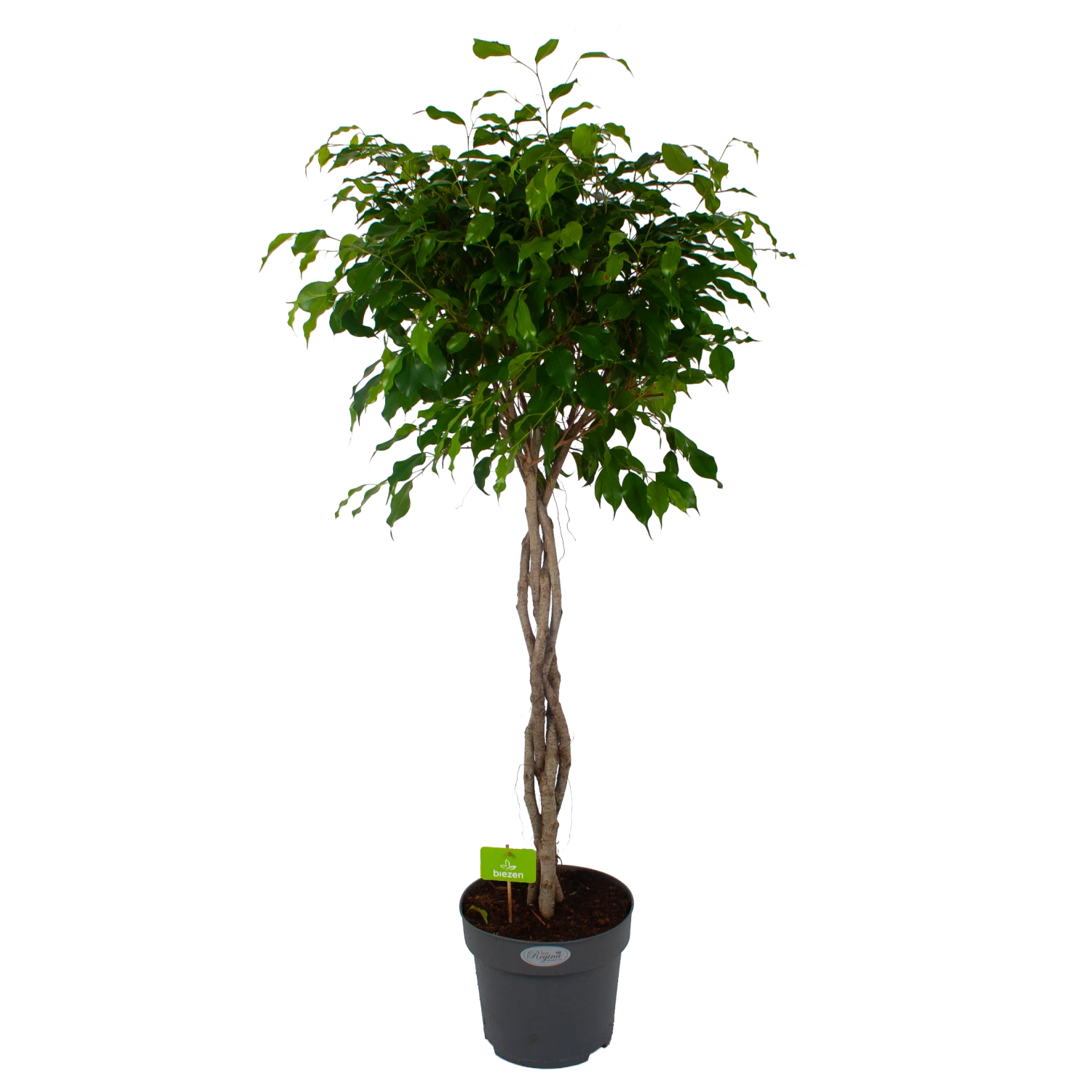 Ficus Benjamina Exotica Op Gevlochten Stam - Treurvijg - P27 H140 - Kamerplant 1 Ficus Benjamina Exotica Op Gevlochten Stam - Treurvijg - P27 H140 - Kamerplant