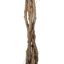 Ficus Benjamina Exotica Op Gevlochten Stam - Treurvijg - P27 H140 - Kamerplant 6 Ficus Benjamina Exotica Op Gevlochten Stam - Treurvijg - P27 H140 - Kamerplant -Groeniva Verkoopwinkel ficus benjamina exotica op gevlochten stam treurvijg p27 h140 6