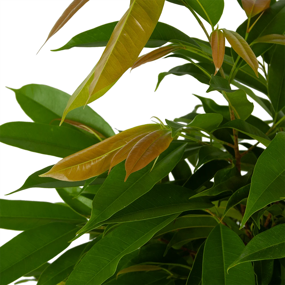 Ficus Binnendijkii Amstel King Op Gevlochten Stam - Treurvijg - P31 H140 - Kamerplant - Afbeelding 3