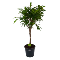 Ficus Binnendijkii Amstel King Op Stam - Treurvijg - P31 H140 - Kamerplant